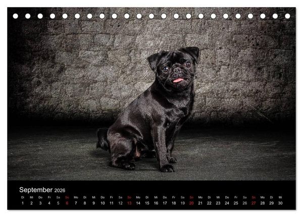 Produktbild: Urban Dogs - Hundekalender der anderen Art (Tischkalender 2026 DIN A5 quer), CALVENDO Monatskalender