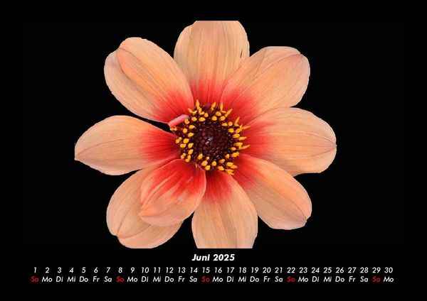 Produktbild: Blumentr&auml;ume 2025 Fotokalender DIN A3