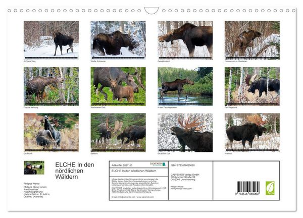 Produktbild: ELCHE In den n&ouml;rdlichen W&auml;ldern (Wandkalender 2026 DIN A3 quer), CALVENDO Monatskalender