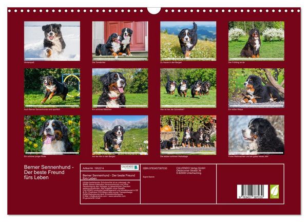 Produktbild: Berner Sennenhund - Der beste Freund f&uuml;rs Leben (Wandkalender 2026 DIN A3 quer), CALVENDO Monatskalender