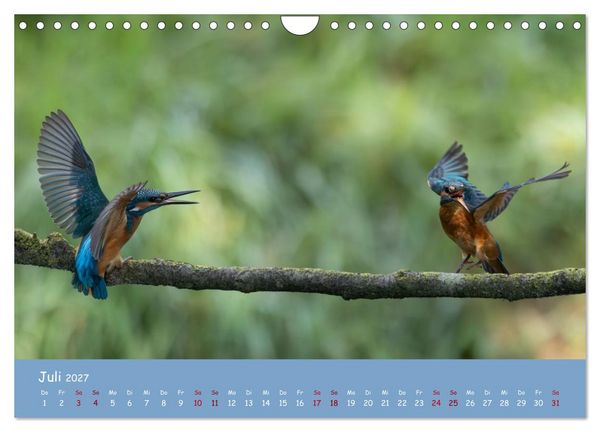 Produktbild: Alcedo atthis. Der Eisvogel (Wandkalender 2027 DIN A4 quer), CALVENDO Monatskalender