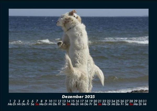Produktbild: Der Hundekalender 2025 Fotokalender DIN A5