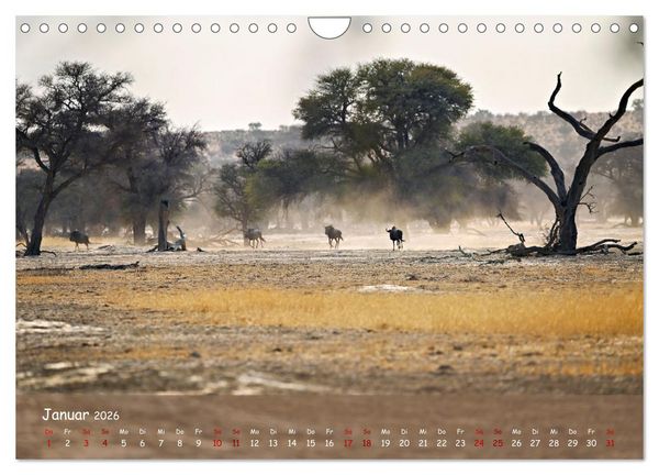 Produktbild: Kgalagadi - Fauna und Wildtiere in der Kalahari (Wandkalender 2026 DIN A4 quer), CALVENDO Monatskalender