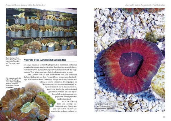 Produktbild: Grosspolypige Steinkorallen im Meerwasseraquarium