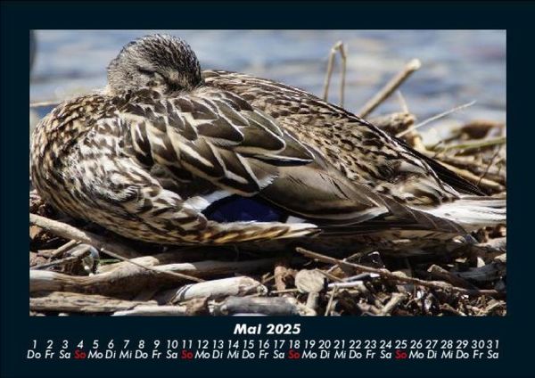 Produktbild: Enten 2025 Fotokalender DIN A5