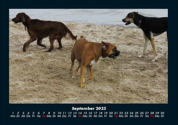 Produktbild: Hundezauber 2025 Fotokalender DIN A4