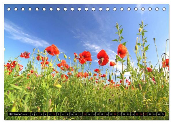 Produktbild: Mohnblumen (Tischkalender 2026 DIN A5 quer), CALVENDO Monatskalender