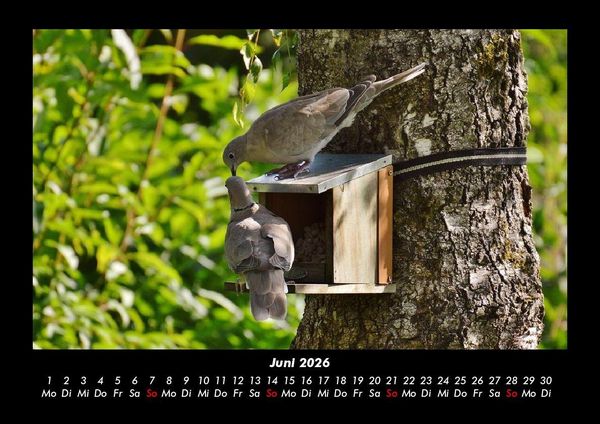 Produktbild: Vogelparadies 2026 Fotokalender DIN A3