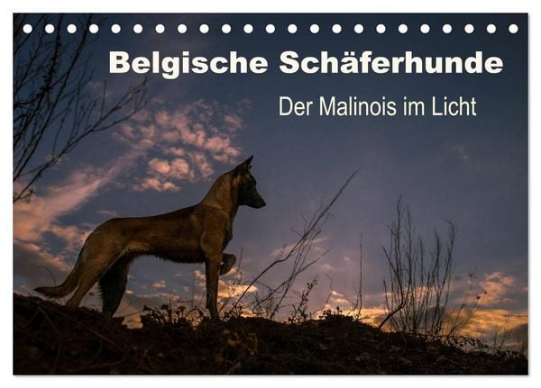 Produktbild: Belgische Sch&auml;ferhunde - Der Malinois im Licht (Tischkalender 2026 DIN A5 quer), CALVENDO Monatskalender