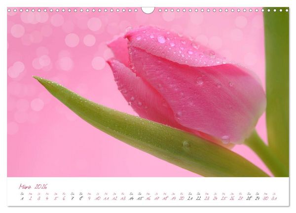 Produktbild: Bl&uuml;tentr&auml;ume in violett und pink (Wandkalender 2026 DIN A3 quer), CALVENDO Monatskalender