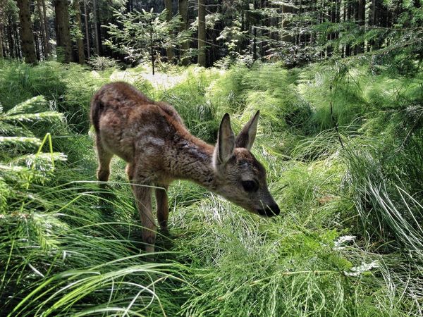 Produktbild: HEIMAT NATUR