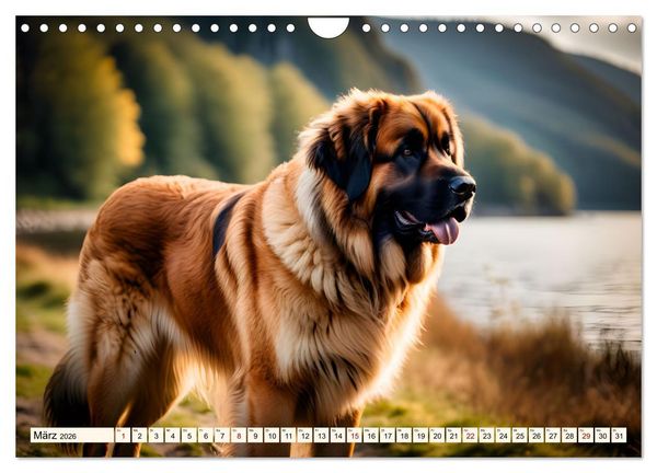 Produktbild: Leonberger - der zahme L&ouml;we (Wandkalender 2026 DIN A4 quer), CALVENDO Monatskalender