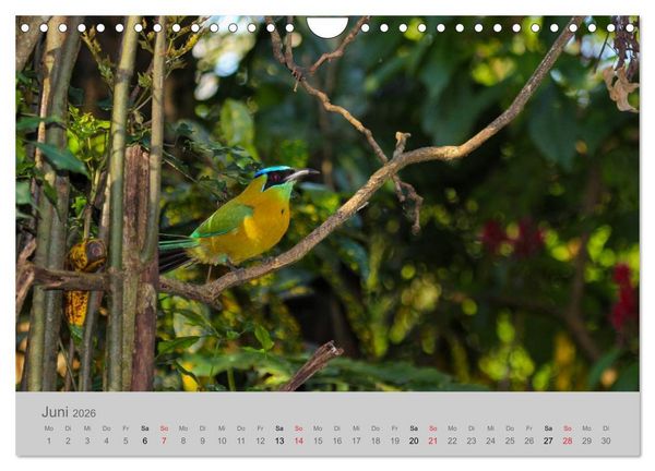 Produktbild: Costa Rica - Exotische V&ouml;gel im Regenwald (Wandkalender 2026 DIN A4 quer), CALVENDO Monatskalender