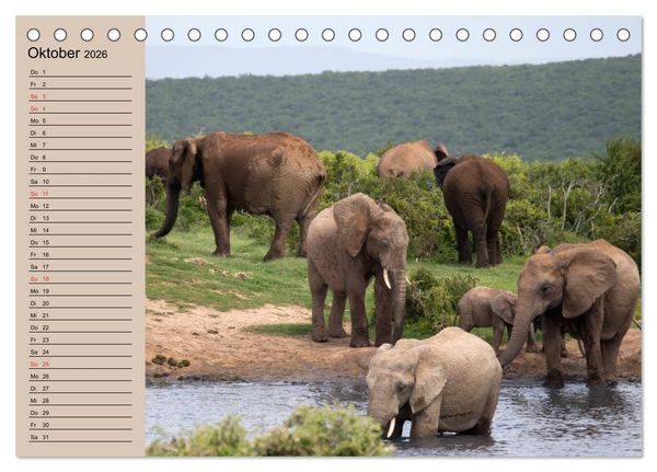 Produktbild: Elefanten. Sensible R&uuml;sseltiere (Tischkalender 2026 DIN A5 quer), CALVENDO Monatskalender