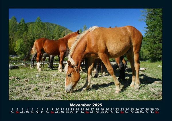 Produktbild: Die Welt der Pferde 2025 Fotokalender DIN A4
