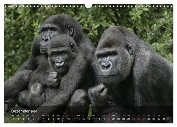 Produktbild: Menschenaffen. Gorillas, Schimpansen, Orang-Utans (Wandkalender 2026 DIN A3 quer), CALVENDO Monatskalender