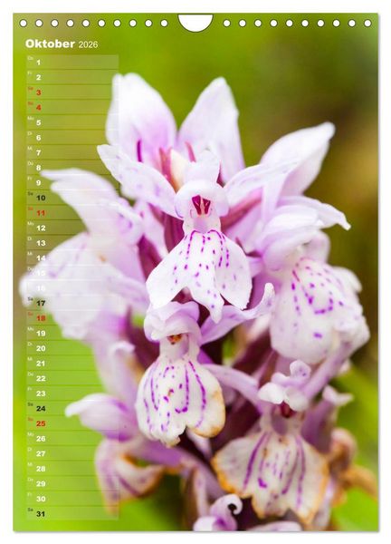 Produktbild: Auf der Suche nach Orchideen in Deutschland (Wandkalender 2026 DIN A4 hoch), CALVENDO Monatskalender
