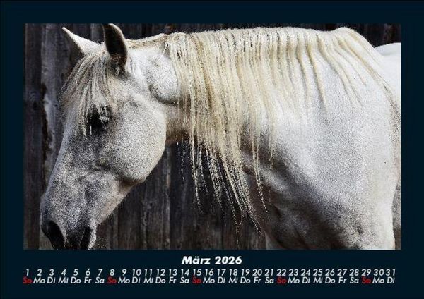 Produktbild: Die Welt der Pferde 2026 Fotokalender DIN A5