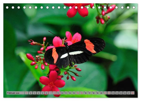 Produktbild: Butterfly's - Schmetterlinge f&uuml;r Zuhause (Tischkalender 2026 DIN A5 quer), CALVENDO Monatskalender