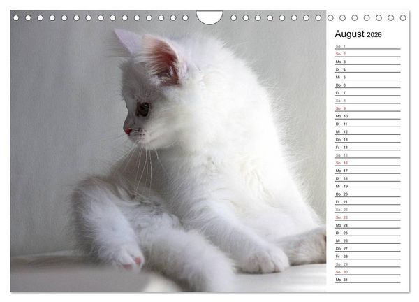 Produktbild: Aus der Kinderstube der Perserkatze (Wandkalender 2026 DIN A4 quer), CALVENDO Monatskalender