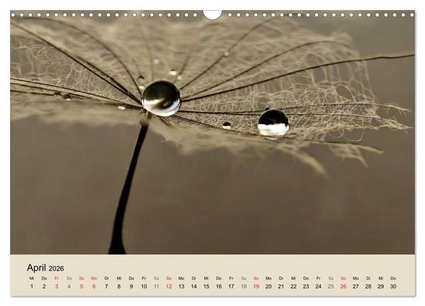 Produktbild: Naturjuwel Pusteblume (Wandkalender 2026 DIN A3 quer), CALVENDO Monatskalender