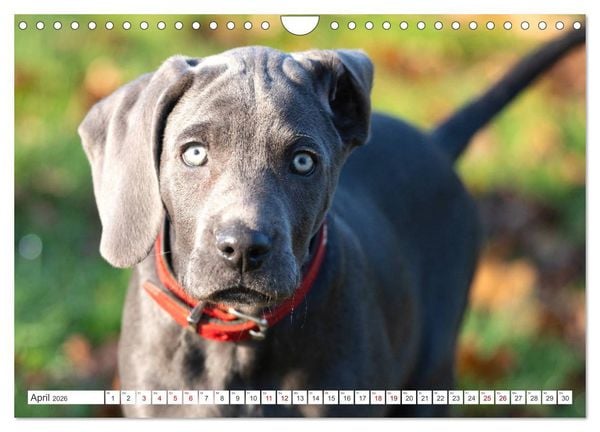 Produktbild: Weimaraner-Labrador (Wandkalender 2026 DIN A4 quer), CALVENDO Monatskalender