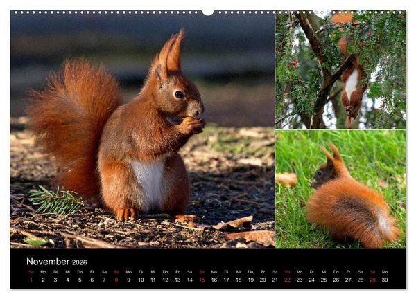 Produktbild: Wilde Eichh&ouml;rnchenwelt! (Wandkalender 2026 DIN A2 quer), CALVENDO Monatskalender