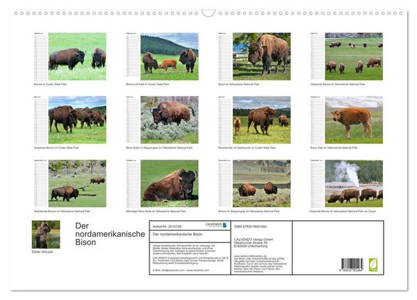 Produktbild: Der nordamerikanische Bison (Wandkalender 2026 DIN A2 quer), CALVENDO Monatskalender