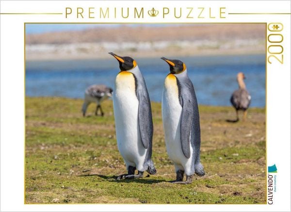 CALVENDO Puzzle Königspinguine / King Penguins | 2000 Teile Lege-Größe 90x67cm Foto-Puzzle für glückliche Stunden