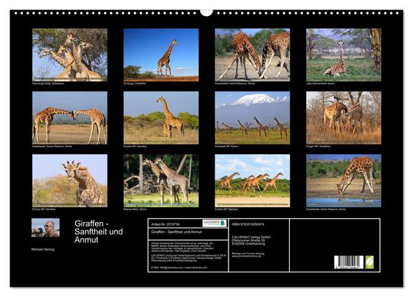 Produktbild: Giraffen - Sanftheit und Anmut (Wandkalender 2026 DIN A2 quer), CALVENDO Monatskalender