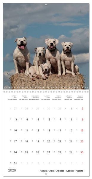 Produktbild: American Bulldog (Wall Calendar 2026 12 &times; 12 Inch) CALVENDO 12 Month Wall Calendar