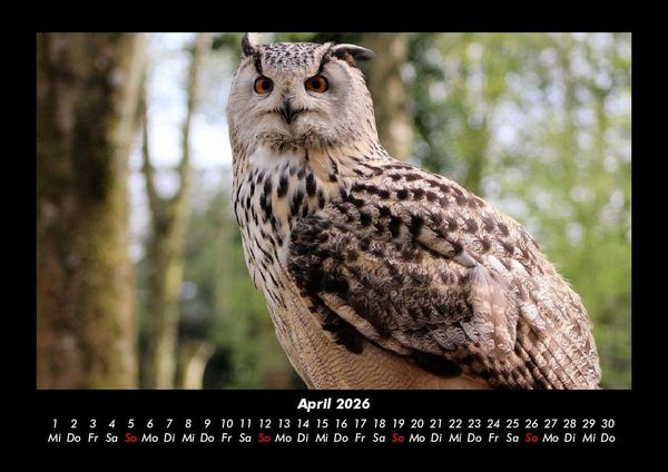 Produktbild: Welt der V&ouml;gel 2026 Fotokalender DIN A3