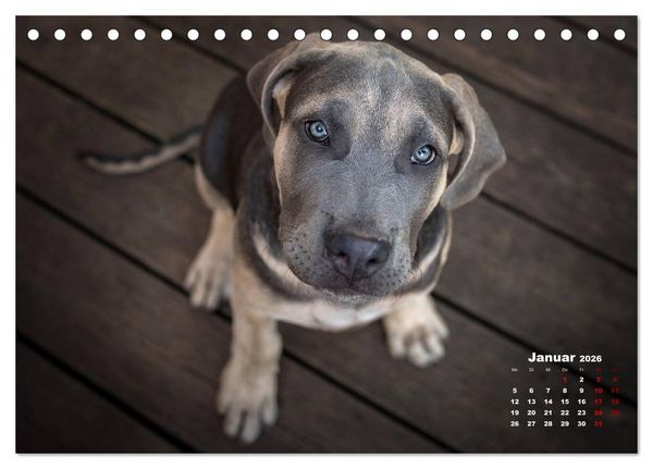Produktbild: Listenhunde - mehr als nur eine Kategorie (Tischkalender 2026 DIN A5 quer), CALVENDO Monatskalender