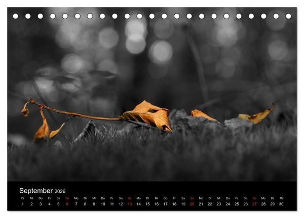 Produktbild: schwarz/wei&szlig; trifft farbe (Tischkalender 2026 DIN A5 quer), CALVENDO Monatskalender