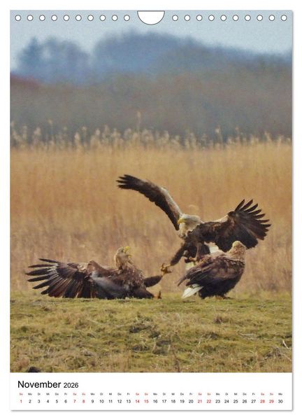 Produktbild: Adler, Eule und Co - Gefiederte J&auml;ger im Portrait (Wandkalender 2026 DIN A4 hoch), CALVENDO Monatskalender
