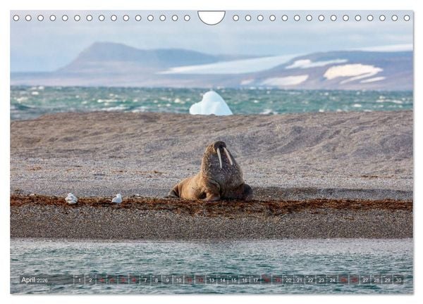 Produktbild: Svalbard-Momente (Wandkalender 2026 DIN A4 quer), CALVENDO Monatskalender