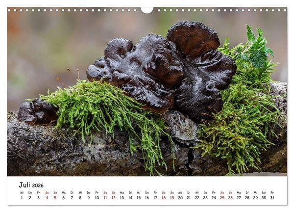 Produktbild: Pilzgalerie - Die bunte Welt der Baumpilze (Wandkalender 2026 DIN A3 quer), CALVENDO Monatskalender
