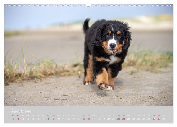 Produktbild: Liebling BERNER SENNENHUND (hochwertiger Premium Wandkalender 2026 DIN A2 quer), Kunstdruck in Hochglanz