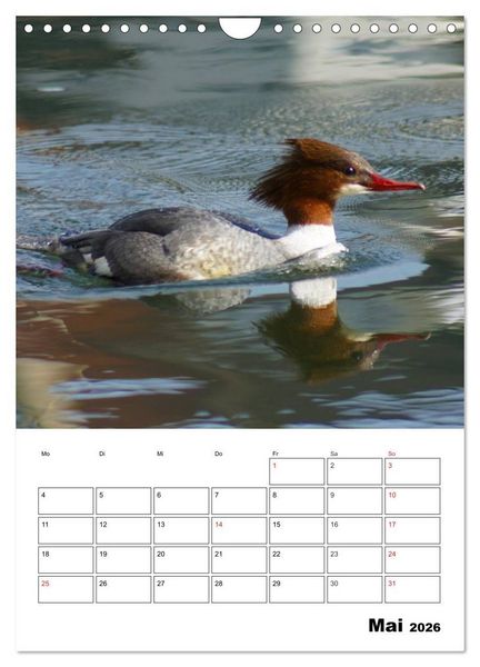 Produktbild: Liebenswerte Enten (Wandkalender 2026 DIN A4 hoch), CALVENDO Monatskalender