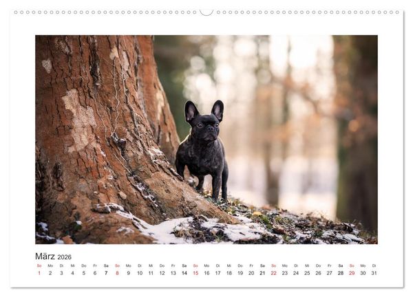 Produktbild: Herzenshunde 2026 (hochwertiger Premium Wandkalender 2026 DIN A2 quer), Kunstdruck in Hochglanz