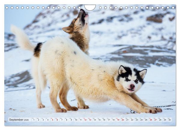 Produktbild: Greenland Dog - The Sled Dogs of Northern Greenland (Wall Calendar 2026 DIN A4 landscape), CALVENDO 12 Month Wall Calendar
