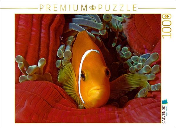 CALVENDO Puzzle Nemo, wie auf Samt gebettet | 1000 Teile Lege-Größe 64 × 48 cm Foto-Puzzle für glückliche Stunden