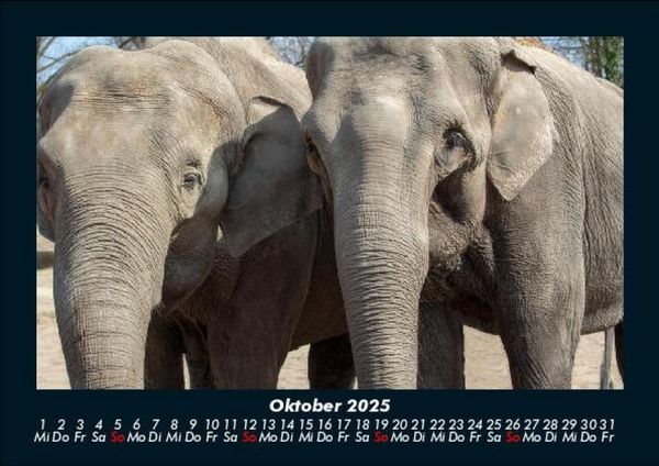 Produktbild: Elefanten - Die sanften Riesen Afrikas 2025 Fotokalender DIN A5