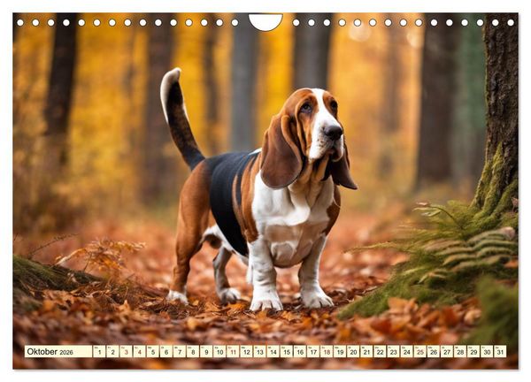 Produktbild: Basset Hound - unverkennbar (Wandkalender 2026 DIN A4 quer), CALVENDO Monatskalender