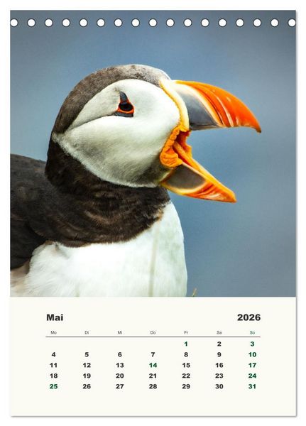 Produktbild: Papageientaucher in Island (Tischkalender 2026 DIN A5 hoch), CALVENDO Monatskalender