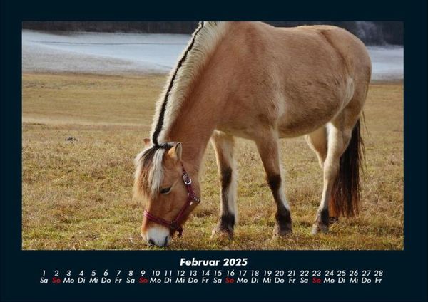 Produktbild: Die Welt der Pferde 2025 Fotokalender DIN A4