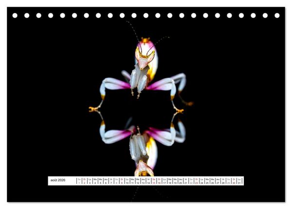 Produktbild: La Mante Orchid&eacute;e (Calendrier de bureau 2026 DIN A5 vertical), CALVENDO calendrier mensuel