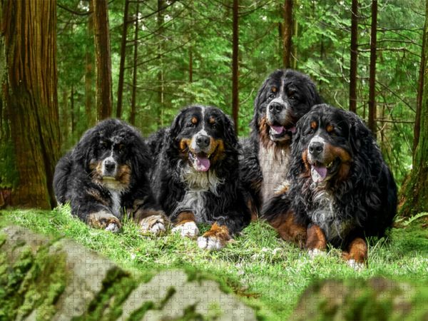Produktbild: CALVENDO Puzzle Vier Berner R&uuml;den auf Abenteuer | 1000 Teile Lege-Gr&ouml;&szlig;e 64x48cm Foto-Puzzle f&uuml;r gl&uuml;ckliche Stunden