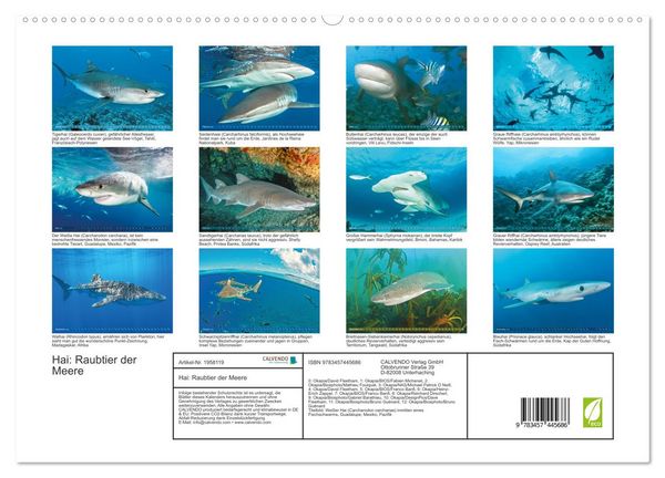 Produktbild: Hai: Raubtier der Meere (hochwertiger Premium Wandkalender 2026 DIN A2 quer), Kunstdruck in Hochglanz