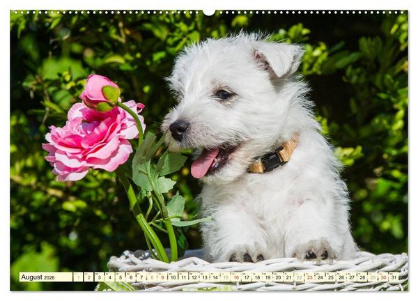 Produktbild: Kobold auf 4 Pfoten - West Highland White Terrier (Wandkalender 2026 DIN A2 quer), CALVENDO Monatskalender
